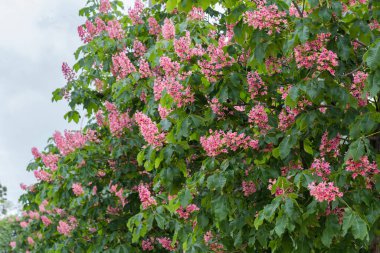 Branches of the blooming red horse chestnuts on a background of the cloudy sky