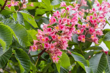 Inflorescence of the red horse chestnut on a branch among the leaves on a blurred background of the rest part of tree