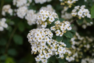 Branch of blooming spiraea with clusters of small white flowers in overcast weather on a dark blurred background, close-up in selective focus