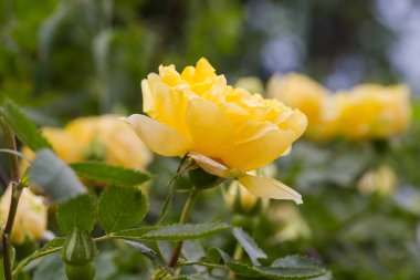 Yellow flower of garden creeping rose on a blurred background, side view close-up in selective focus