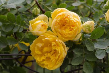 Yellow flowers of garden creeping rose on a blurred background of bush, close-up in selective focus