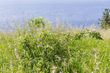 Wild growing shrub of the blooming dog rose among the tall grass on the high reservoir shore against the water area in summer day