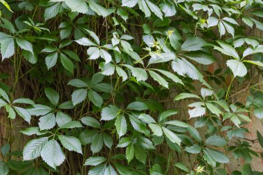 Hanging stems of the maiden grapes with green leaves on the old concrete retaining wall in overcast weather