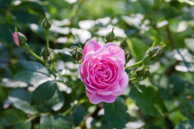 Pink flower of the garden rose on the stem top and flower buds on a dark blurred background, close-up in selective focus
