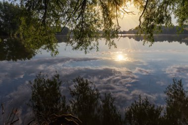 Morning pond surrounded by trees in calm weather in summer, view through the hanging down willows branches on a foreground backlit