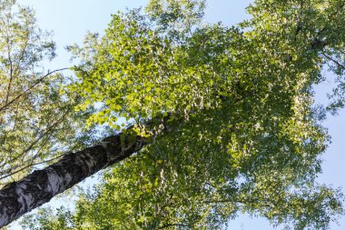 Trunk and top part of the high birch against the clear sky, view of a bottom-up