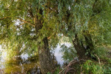 Old willows growing on a pond shore with branches hanging down above the water in summer sunny morning