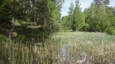 Forest lake overgrown with reeds in summer day, aerial view