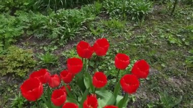 Bush of the red tulips in windy spring morning