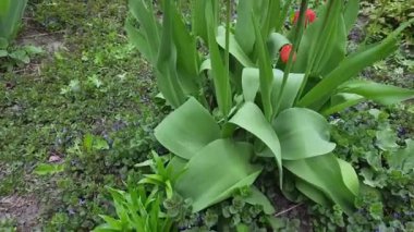 Bush of the red tulips in windy overcast spring morning