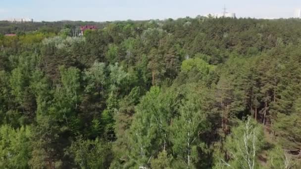 Section Pine Deciduous Forest Summer Aerial View — Stock Video