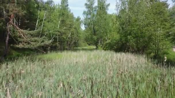 Forest Lake Overgrown Reeds Summer Day Aerial View — Stockvideo