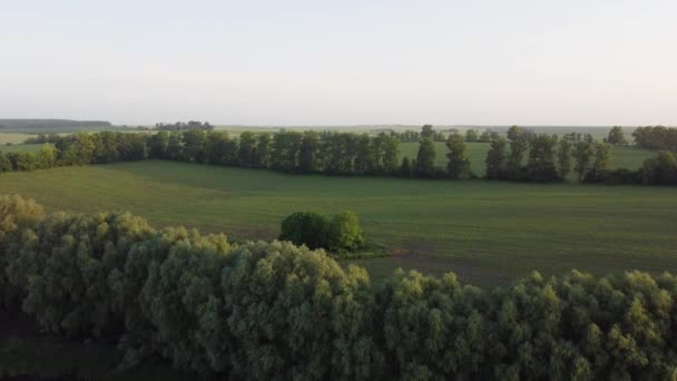 Slightly Hilly Sown Fields Summer Morning Aerial View — Video