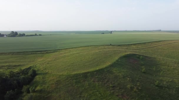 Slightly Hilly Sown Fields Summer Morning Aerial View — Vídeo de stock