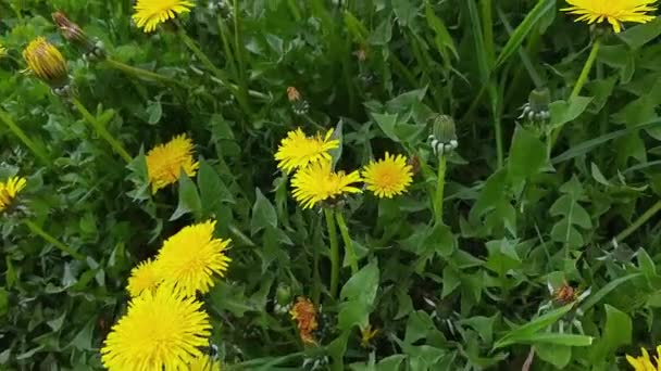 Blooming Dandelions Various Grass Overcast Windy Weather — Stock video
