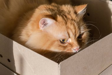 Karton kutunun içinde oturan ve dikkatlice oradan bakan tüylü kızıl kedinin başı, seçici bir odak noktasında.