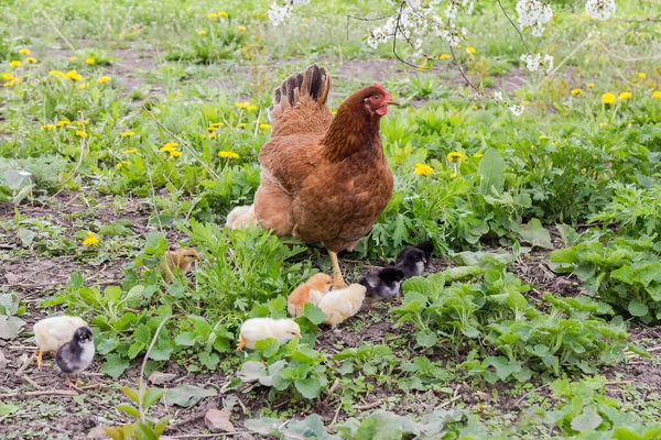 户外用自由放养方法在农场饲养过程中 在不同的草丛和开花的蒲公英中饲养有雏鸟的褐斑鸡 — 图库照片