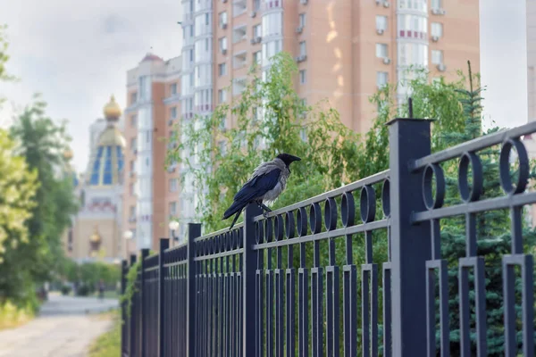 在阴云密布的天气里 在城市住宅的开发中 也被称为扇贝的笼头乌鸦正坐在金属栅栏上 这是有选择的 — 图库照片