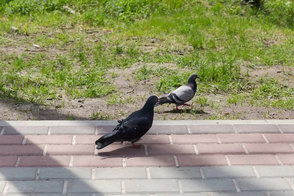 Dwa Dzikie Gołębie Zwane Także Miejskimi Gołębiami Różnym Upierzeniu Idące — Zdjęcie stockowe