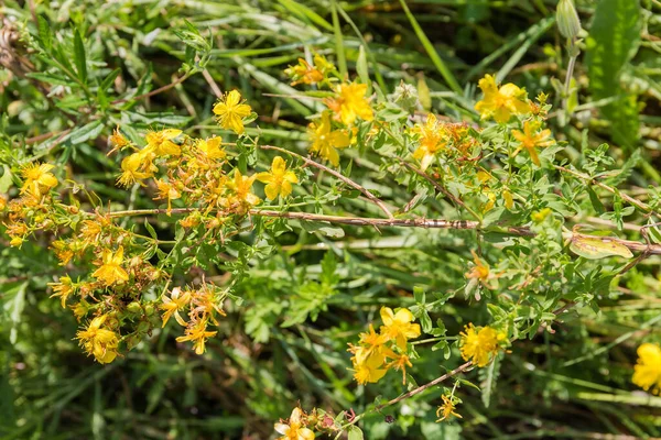 開花の傾斜した茎晴れた日には草の背景がぼやけているセントジョンズのヨモギ 選択的な焦点でトップビュー — ストック写真