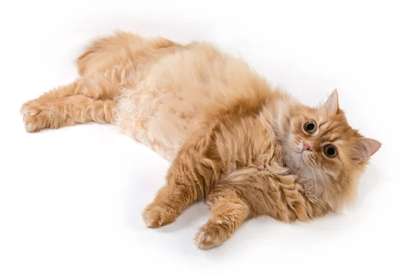 Fluffy Ginger Cat Lying One Side Looking Forward White Background — Stock Photo, Image