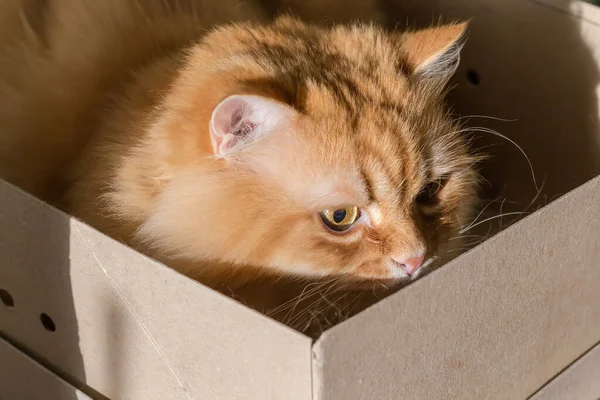 Hlava Nadýchané Zrzavé Kočky Která Sedí Kartonové Krabici Pozorně Dívá — Stock fotografie
