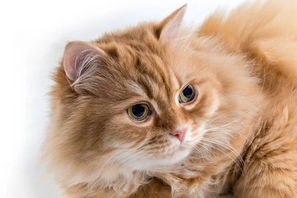 Head Lying Fluffy Ginger Cat Looking Forward White Background Close — Stock Photo, Image