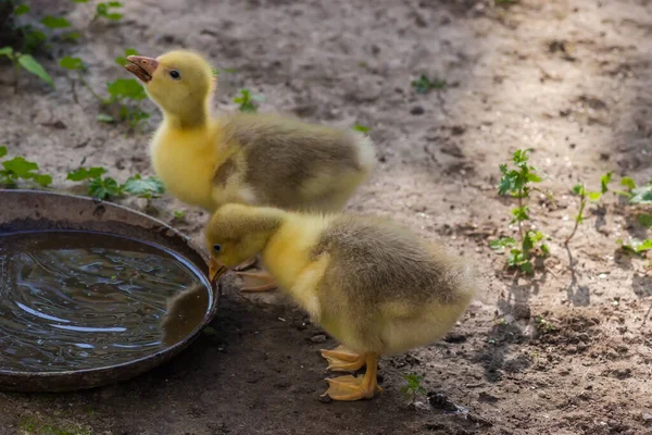 Két Goslings Hazai Szürke Liba Ivóvíz Egy Kis Sekély Tál — Stock Fotó