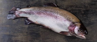 Taze pişmemiş alabalığın tüm leşi siyah yüzeyde, panoramik manzarada.