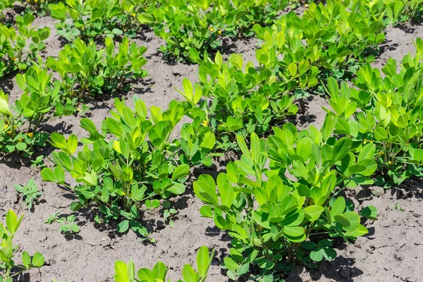 Растения Цветущего Арахиса Посаженные Рядами Поле Вид Солнечную Погоду Селективном — стоковое фото