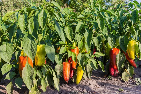 Stock image Bell pepper plants with ripening varicolored fruits covered with particles of soil from a rain splashes on a field, view from low point of shooting in sunny weather