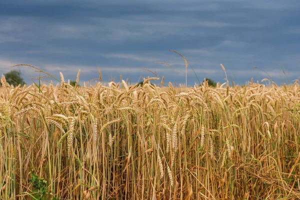 在多云的天空背景下 田边上尚未成熟的半绿色小麦 — 图库照片