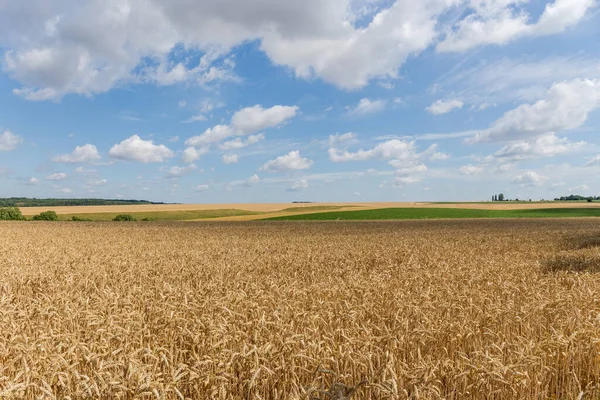 成熟的麦田 背景是其它遥远的田野 夏天的天气里 天空乌云密布 — 图库照片