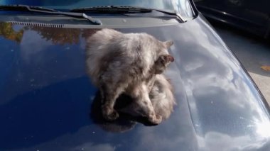Gri sokak kedisi arabanın kaputunda otururken kendini yalıyor.