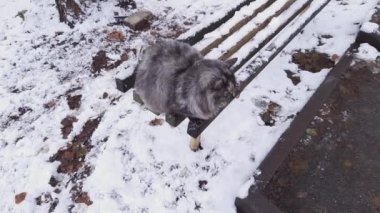 Gri sokak kedisi kışın bahçe bankında oturuyor