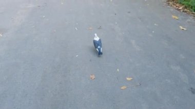 Asfalt kaplı patika boyunca koşan şehir güvercini.