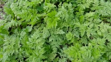 İnek maydanozunun genç bitkileri bulutlu ve rüzgarlı havada