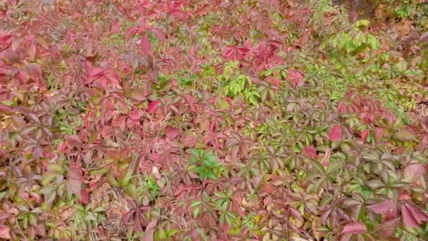 Yüzey Yoğun Bir Şekilde Kızlık Bağıyla Kaplanmış Sonbahar Yapraklı Üzümler — Stok video