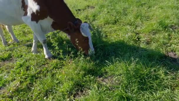 Vaca Atada Marrón Blanca Pastando Pasto — Vídeos de Stock
