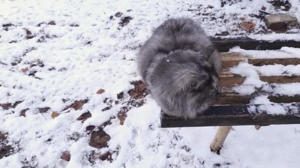 Gray Ulicy Kot Siedzi Ławce Ogrodzie Zimą — Wideo stockowe
