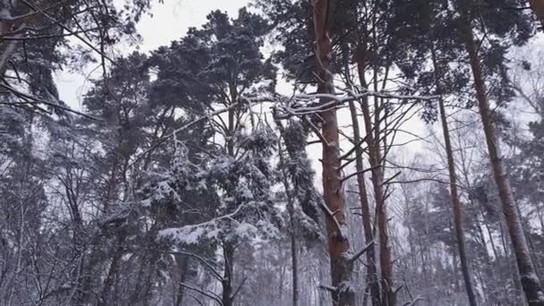 Gałęzie Sosny Pokryte Świeżo Spadającym Śniegiem Zimowym Lesie — Wideo stockowe
