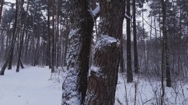 冬の森の中に入れ子の箱と古い松の幹 — ストック動画