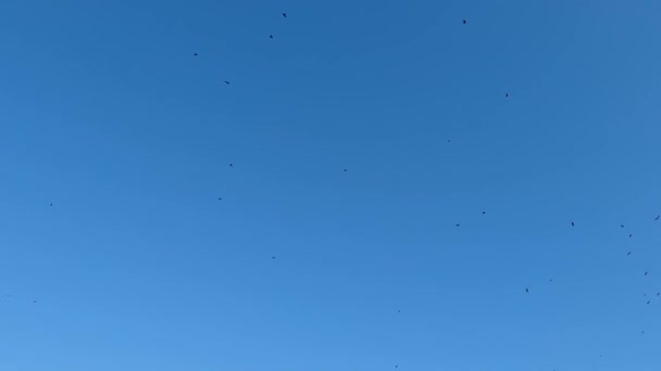 カラスの群れが空を飛んでいる — ストック動画