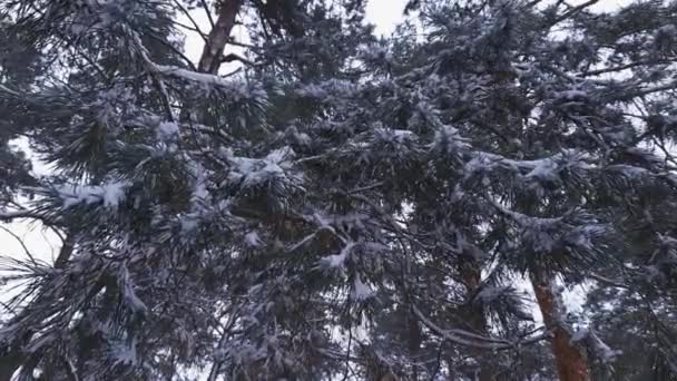 Сосновые Ветви Покрытые Свежим Снегом Зимнем Лесу — стоковое видео