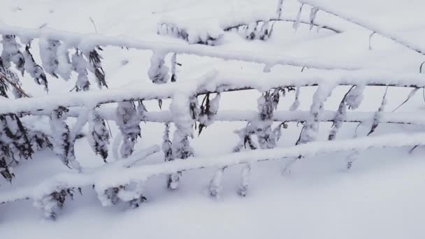 Plantele Erbacee Uscate Înclinate Acoperite Zăpadă Pufoasă Pădure — Videoclip de stoc