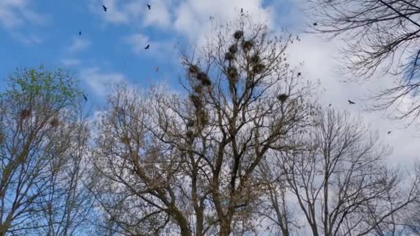 Corvos Voam Sobre Lugar Nidificação Árvore Alta Contra Céu — Vídeo de Stock