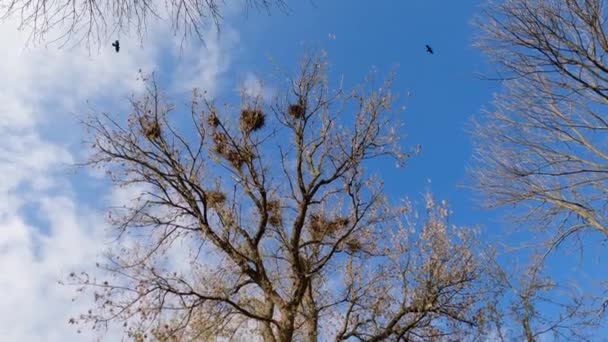 Cuervos Vuelan Sobre Lugar Anidación Árbol Alto Contra Cielo — Vídeos de Stock