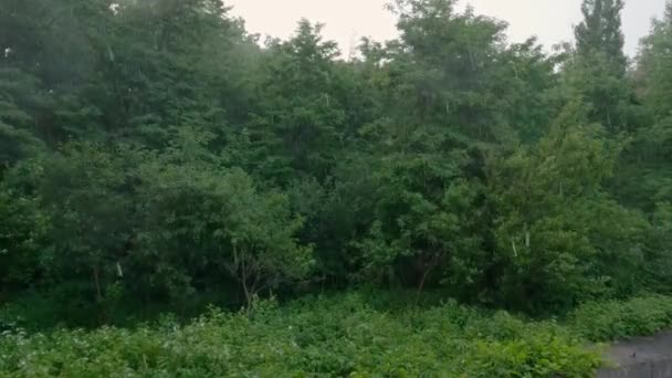 Fák Bokrok Parkban Nyári Esőben — Stock videók
