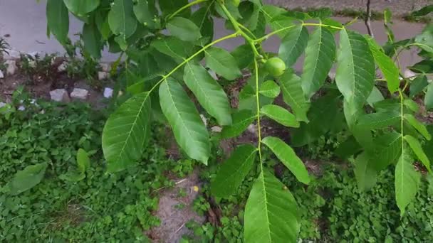 Větev Ořechového Stromu Nezralým Ovocem Zataženém Počasí — Stock video