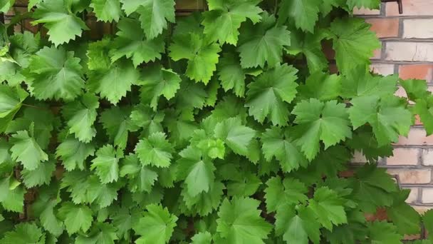 Κλαδιά Αμπέλου Πράσινα Φύλλα Στον Τοίχο Από Τούβλα — Αρχείο Βίντεο